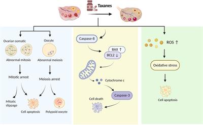 The effects and mechanism of taxanes on chemotherapy-associated ovarian damage: A review of current evidence